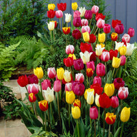 30x La tulipe Tulipa - Mélange '60 days of Tulips'