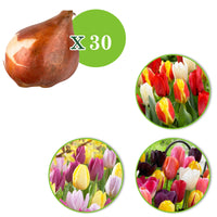 30x La tulipe Tulipa - Mélange '60 days of Tulips'