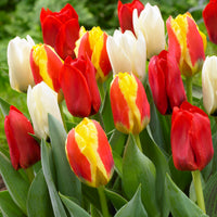 30x La tulipe Tulipa - Mélange '60 days of Tulips'
