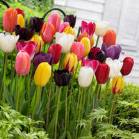 30x La tulipe Tulipa - Mélange '60 days of Tulips'