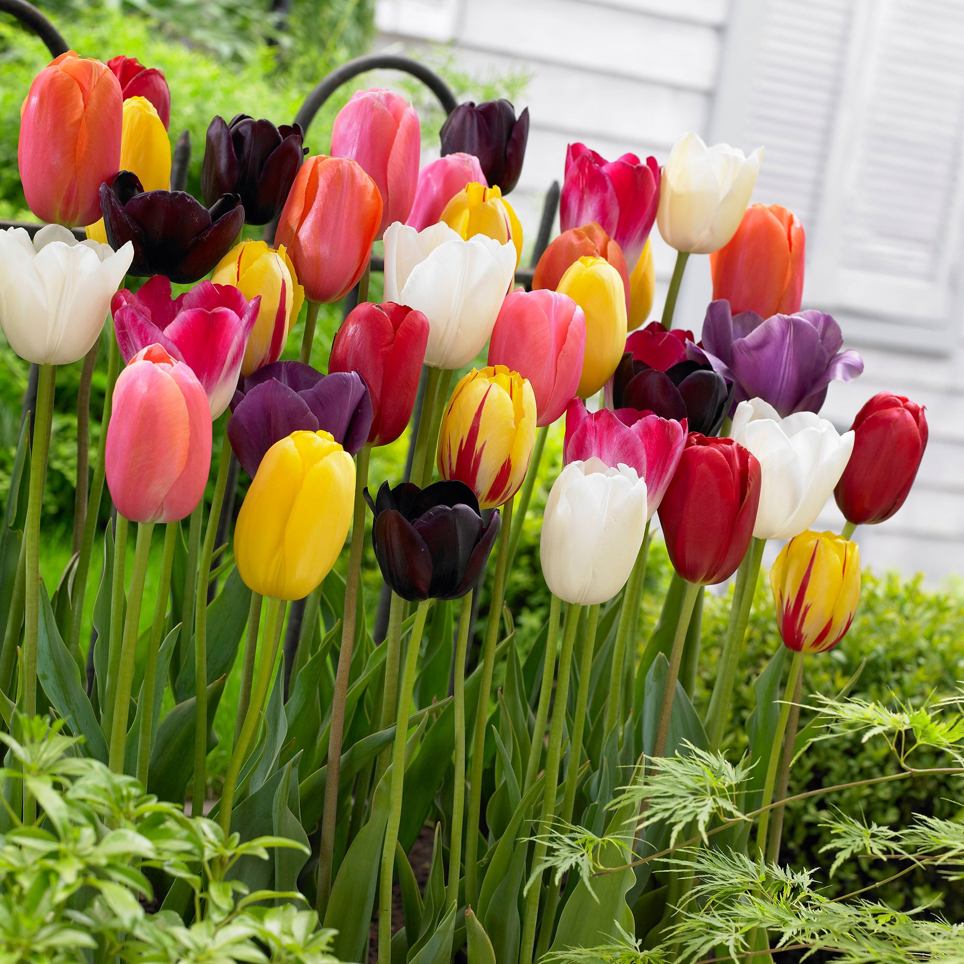 30x La tulipe Tulipa - Mélange '60 days of Tulips' acheter