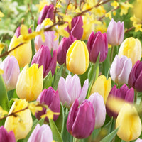 30x La tulipe Tulipa - Mélange '60 days of Tulips'