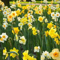 100x Narcisse Narcissus - Mélange 'All Spring'