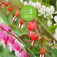 3x Cœurs de Marie Dicentra - Mélange rose-blanc-rouge