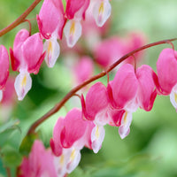 3x Cœurs de Marie Dicentra - Mélange rose-blanc-rouge