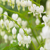 3x Cœurs de Marie Dicentra - Mélange rose-blanc-rouge