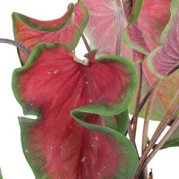 Caladium 'Red Ruffles' rouge