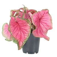 Caladium 'Sweetheart'