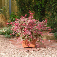 Érable du Japon Acer 'Beni-maiko' rose-rouge