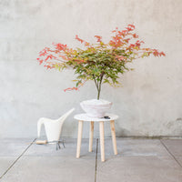 Érable du Japon Acer 'Beni-maiko' rose-rouge