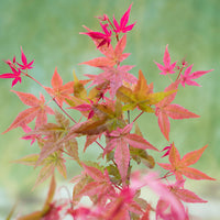 Érable du Japon Acer 'Beni-maiko' rose-rouge