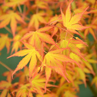 Érable du Japon Acer 'Katsura' Orangé-Vert-Rouge