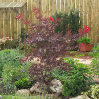 Érable du Japon Acer 'Bloodgood' rouge-orangé