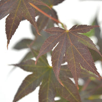 Érable du Japon Acer 'Bloodgood' rouge-orangé