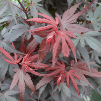Érable du Japon Acer 'Skeeter' rouge-vert-orangé