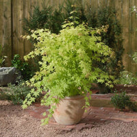 Érable du Japon Acer 'Summer Gold' orangé-jaune
