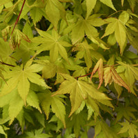 Érable du Japon Acer 'Summer Gold' orangé-jaune