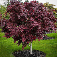 Érable du Japon Acer 'Mystic Jewel' violet-vert-orangé