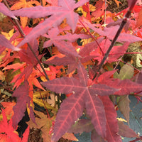 Érable du Japon Acer 'Mystic Jewel' violet-vert-orangé