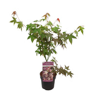 Érable du Japon Acer 'Mystic Jewel' violet-vert-orangé