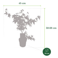 Érable du Japon Acer 'Mystic Jewel' violet-vert-orangé