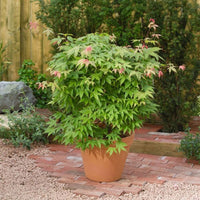Érable du Japon Acer 'Osakazuki' rouge-orangé-vert