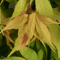 Érable du Japon Acer 'Osakazuki' rouge-orangé-vert