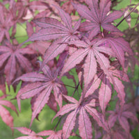 Érable du Japon Acer 'Amagi Shigure' rose-violet-mélange de couleurs