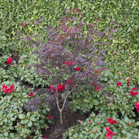 Érable du Japon Acer 'Trompenburg' rouge-violet