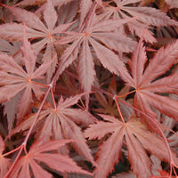 Érable du Japon Acer 'Trompenburg' rouge-violet