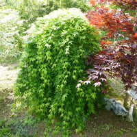 Érable du Japon Acer 'Ryusen' orangé-vert