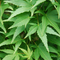 Érable du Japon Acer 'Ryusen' orangé-vert
