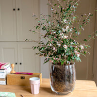 Rose du Japon Camellia 'Cupido' blanc-rose