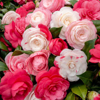 Rose du Japon Camellia 'Festival' blanc-rose