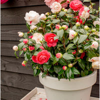 Rose du Japon Camellia 'Festival' blanc-rose