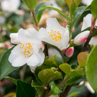 Rose du Japon Camellia 'Beauty Blush' blanc