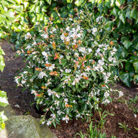 Rose du Japon Camellia 'Beauty Blush' blanc