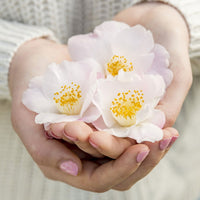 Rose du Japon Camellia 'Winter Perfume Pearl' blanc-rose