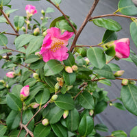 Rose du Japon Camellia 'Winter Perfume Pink' rose