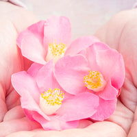Rose du Japon Camellia 'Winter Perfume Pink' rose