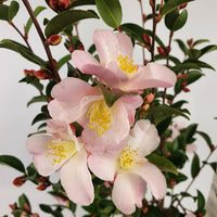 Rose du Japon Camellia 'Fairy Blush' rose