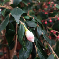 Rose du Japon Camellia 'Cupido' blanc-rose