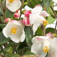 Rose du Japon Camellia 'Cupido' blanc-rose