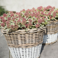 Skimmia japonica 'Marlot' rouge-rose