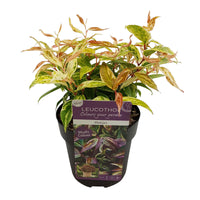Leucothoe Leucothoe 'Makijaz' blanc