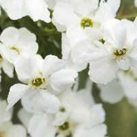 Exochorde Exochorda 'Magical Springtime' blanc