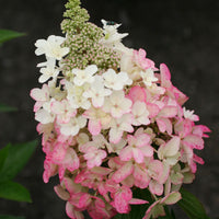 Hortensia Hydrangea 'Magical Vesuvio'® Blanc-Rose