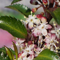 Houx bleu Ilex 'Gentle' blanc
