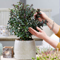 Houx bleu Ilex 'Gentle' blanc