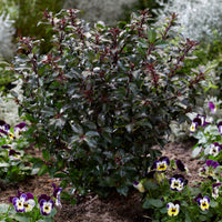 Houx bleu Ilex 'Gentle' blanc